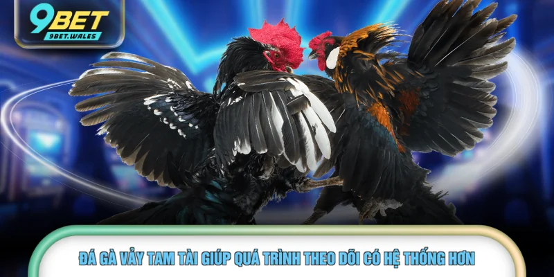 Đá gà vảy tam tài giúp quá trình theo dõi có hệ thống hơn